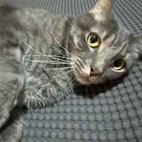 Thumbnail photo of Shadow #3