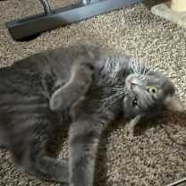 Thumbnail photo of Shadow #4