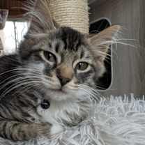 Thumbnail photo of Gizmo #1