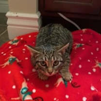 Thumbnail photo of Spaz #4