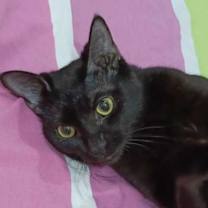 Thumbnail photo of PaoPao Kuwait #3