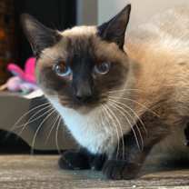 Thumbnail photo of Gravy(Wish) #3