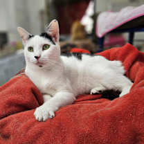 Thumbnail photo of Sterling #1