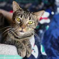 Thumbnail photo of Selene #1