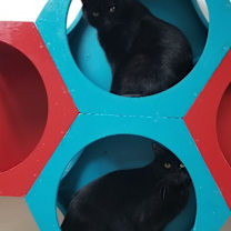 Thumbnail photo of Coco #2