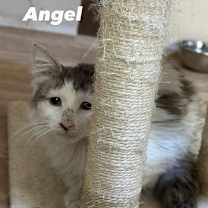 Thumbnail photo of Angel SA TA/Exotic SH #3