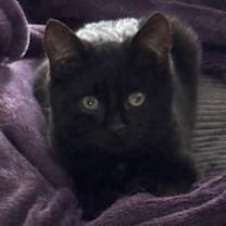 Thumbnail photo of Captain Crunch *Low-key young adult who loves lounging on laps!* #1