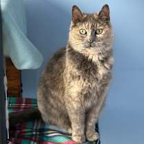 Thumbnail photo of Allyson #1
