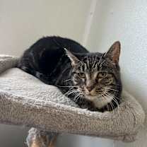adopt-pet