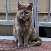 Thumbnail photo of Allyson #2