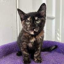 Thumbnail photo of Auburn #2