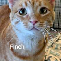 Thumbnail photo of Finch #1