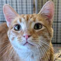 Thumbnail photo of Finch #2