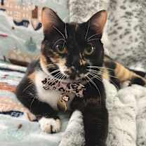 Thumbnail photo of Cayenne #1