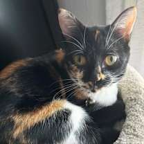 Thumbnail photo of Cayenne #2
