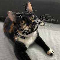 Thumbnail photo of Cayenne #3