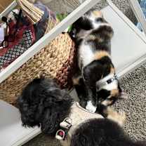 Thumbnail photo of Cayenne #4