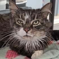 Thumbnail photo of Cookie #1