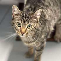 Thumbnail photo of Biscuit #1