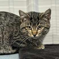 Thumbnail photo of Biscuit #2