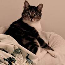 Thumbnail photo of Atari #1