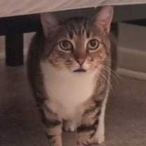 Thumbnail photo of Atari #2