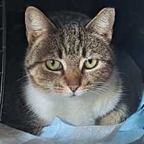 Thumbnail photo of Atari #3