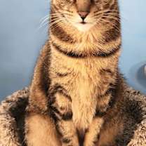 Thumbnail photo of Milo #1