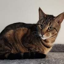 Thumbnail photo of Milo #2