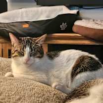 Thumbnail photo of Pippin 2 #3