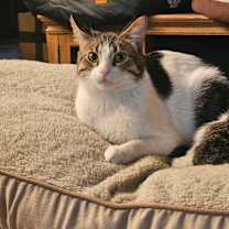 Thumbnail photo of Pippin 2 #4