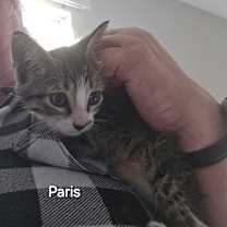 Thumbnail photo of Paris #3
