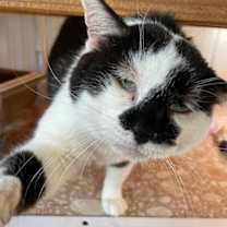 Thumbnail photo of Bam Bam #1