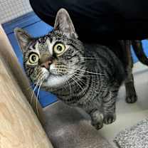 Thumbnail photo of Garfield #2