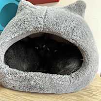 Thumbnail photo of Coco #4