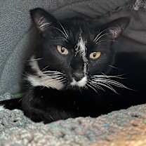 Thumbnail photo of Fitz #2