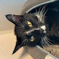 Thumbnail photo of Fitz #3