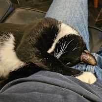 Thumbnail photo of Fitz #4