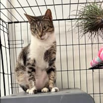 Thumbnail photo of Momma Mia #1