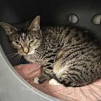 Thumbnail photo of Momma Mia #2