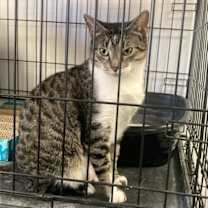 Thumbnail photo of Momma Mia #3