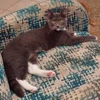 Thumbnail photo of Kimber #1