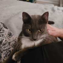 Thumbnail photo of Kimber #2