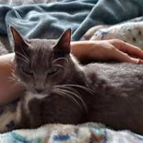 Thumbnail photo of Kimber #3