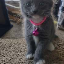 Thumbnail photo of Kimber #4