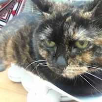 Thumbnail photo of Cinnabon #2