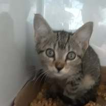 Thumbnail photo of Porsha #4