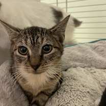 Thumbnail photo of Cheetah #1