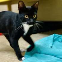 Thumbnail photo of Waffles #3