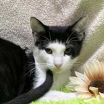 Thumbnail photo of Crockett #1